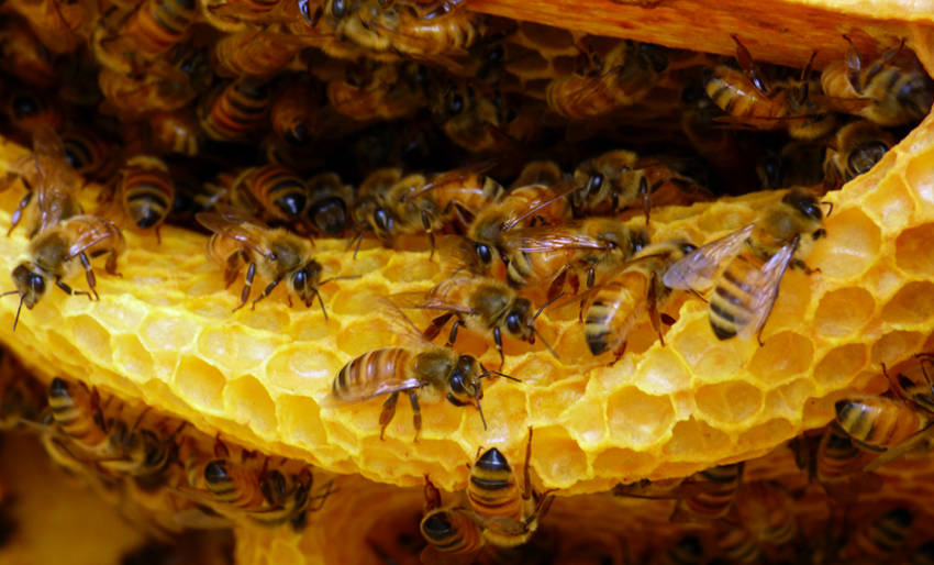 Bees on Honeycomb 2