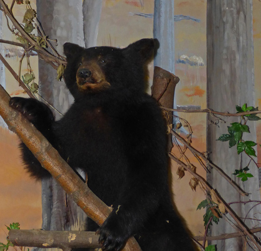 Nature Center - Bear Cub 3