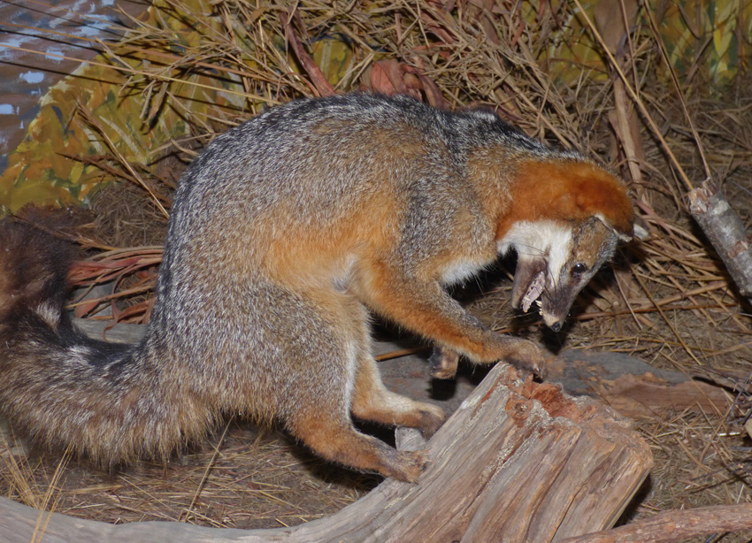 Nature Center - Gray Fox