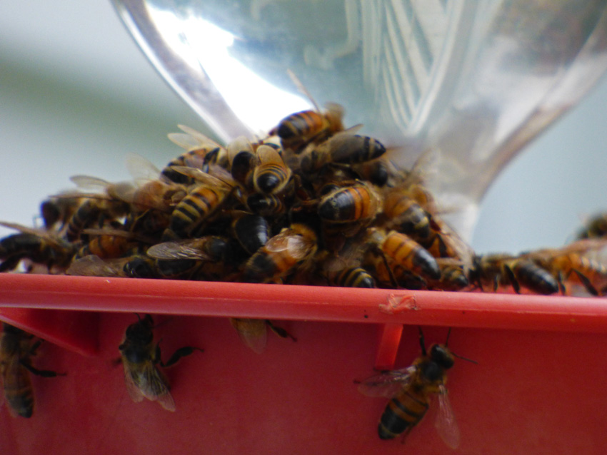 Bees on Hummer Feeder Closeup