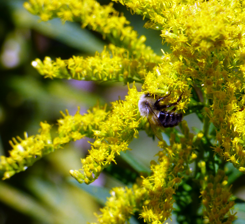 Goldenrod and Bee
