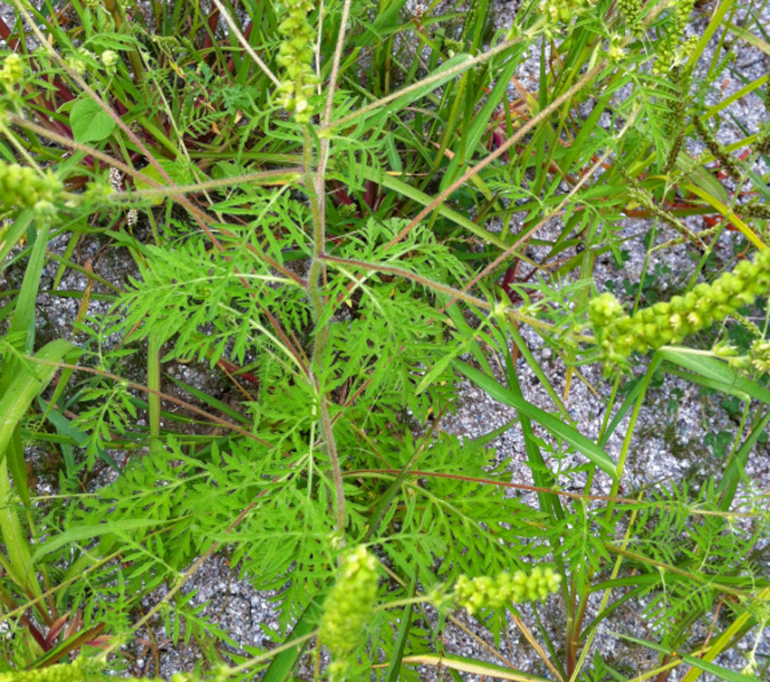 ragweed leaves 2