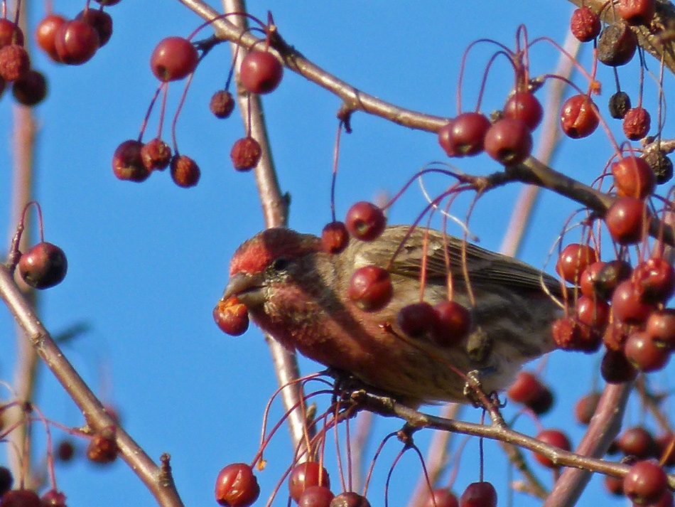 House Finch Eating Crab Apple 950px