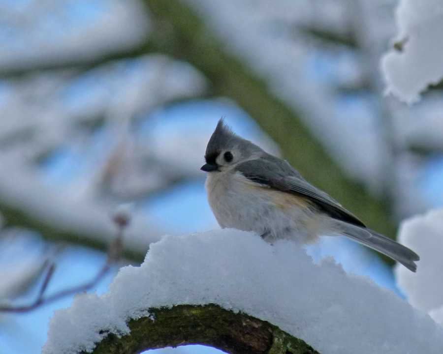 Titmouse on snowy branch 900px