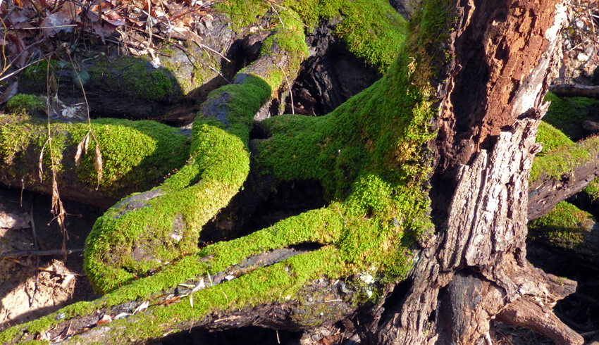 Tree Moss by Little Huckleberry Creek