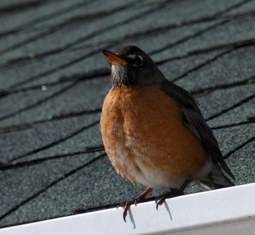 Robin on the Eaves