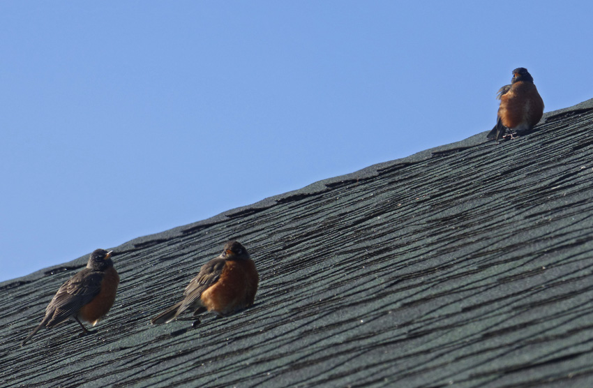 Robins on Roof Closeup