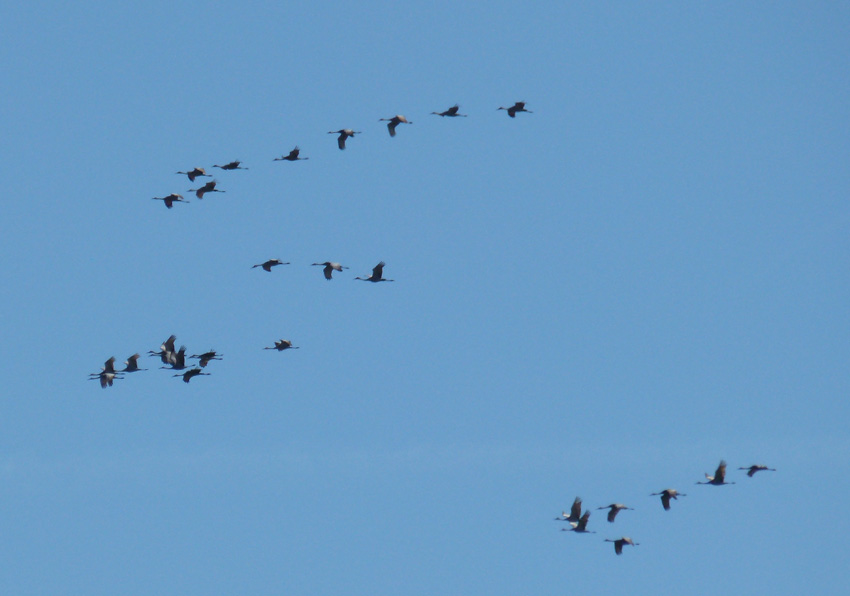 Sandhill Cranes Overhead 850px