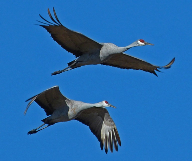 Sandhill Cranes Flying Over Kentucky - Creasey Mahan Nature Preserve