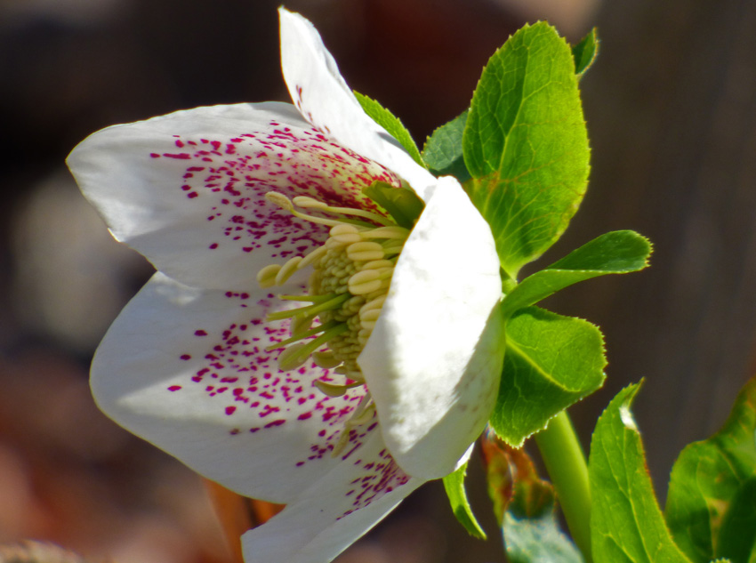 Hellebore Spotted - closeup profile