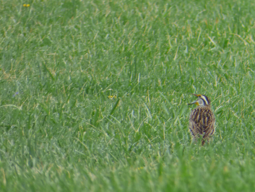 Meadowlark in Grass Singing