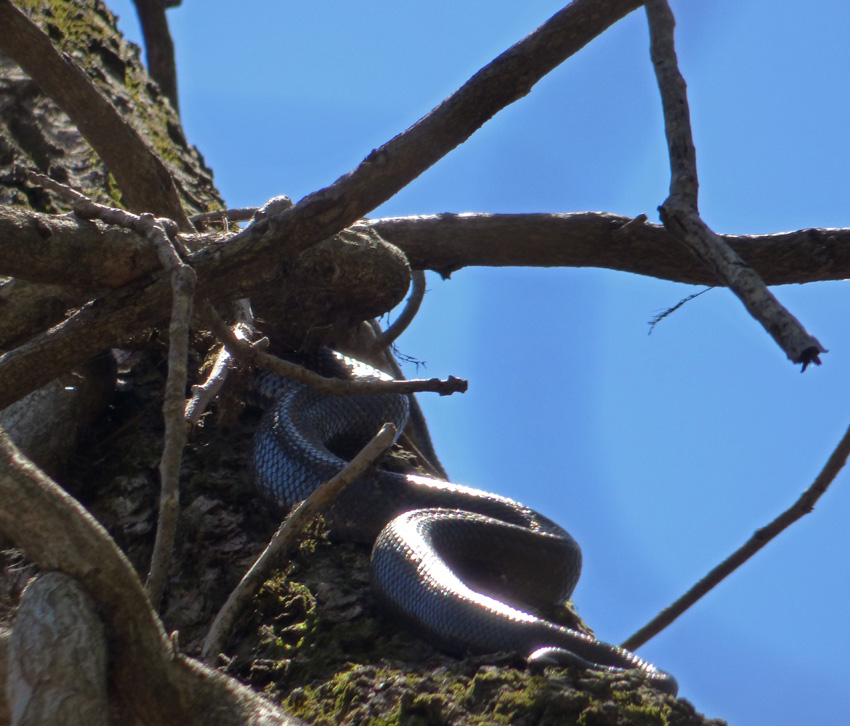 Snake Curled Up Back of Tree