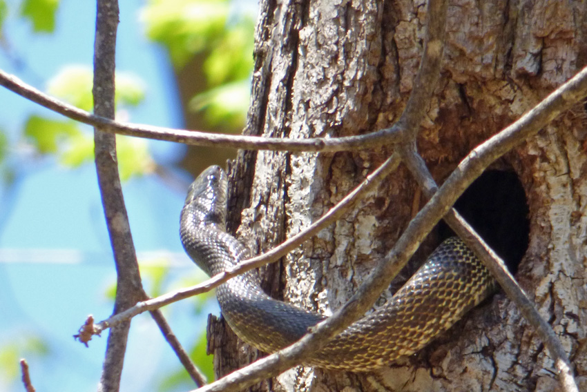 Snake Going Up Tree Closeup
