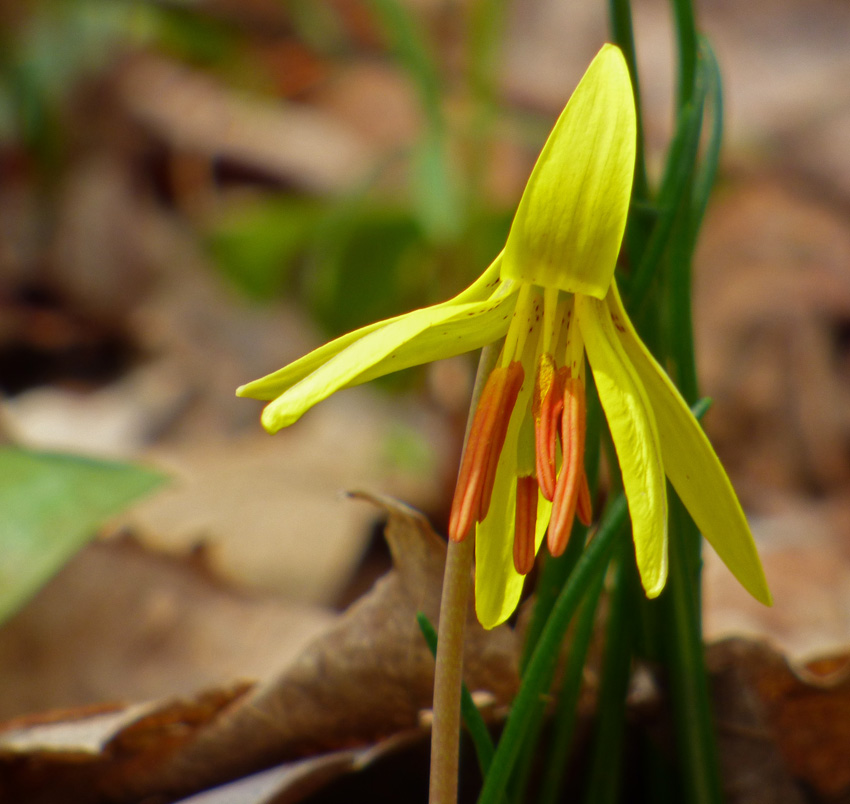 Yellow Trout Lily - petal up