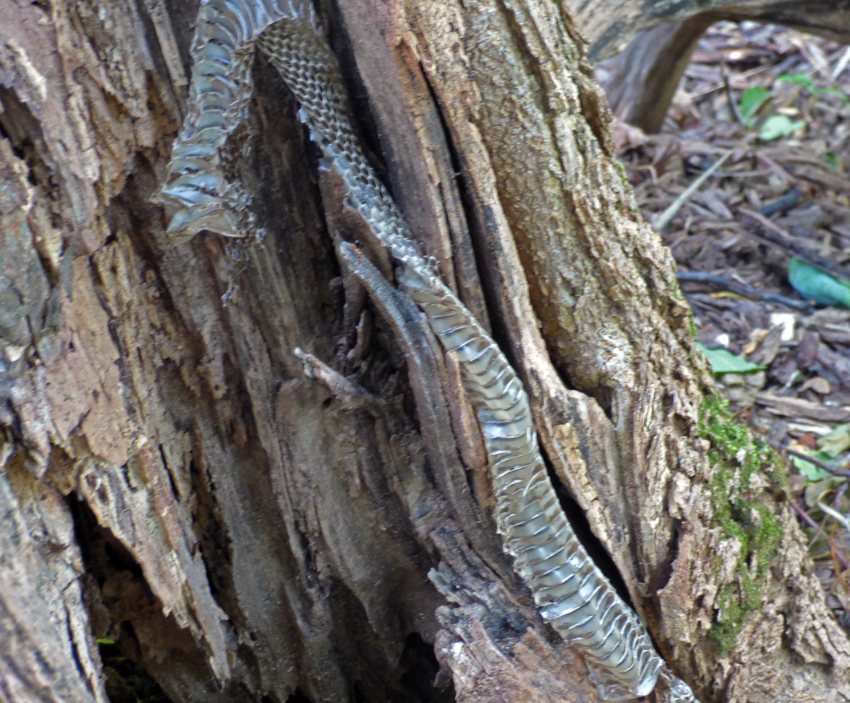 Snake Skin in Tree