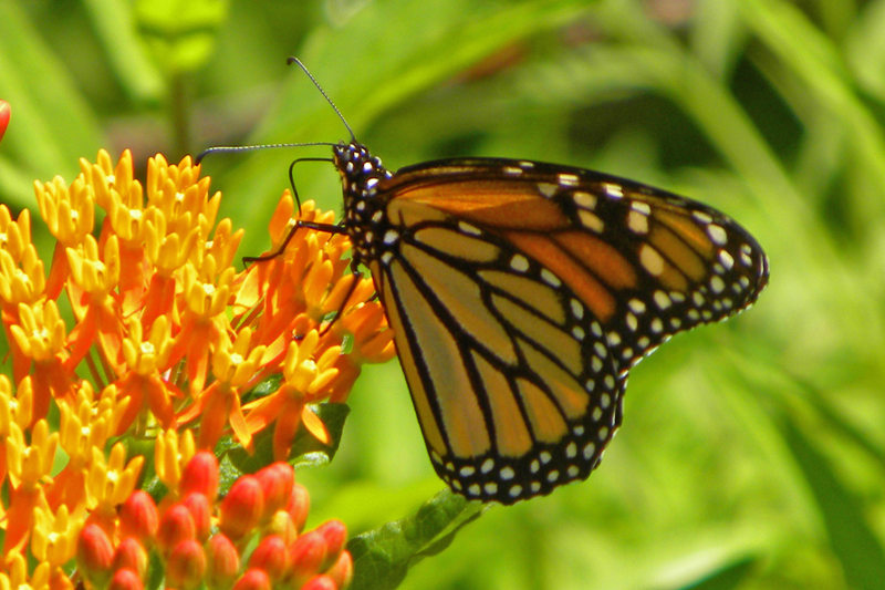 Read more about the article Monarch Mania