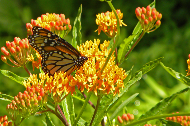 Butterfly on Weed