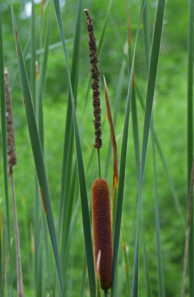 Cattails Creasey Mahan Nature Preserve
