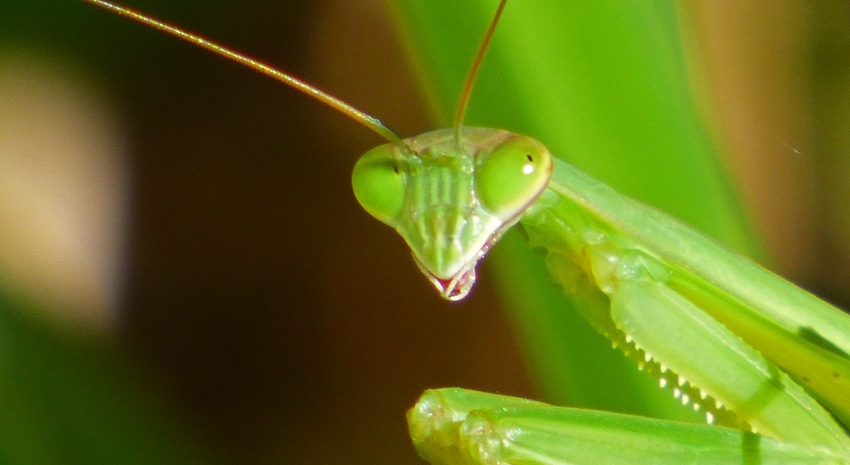 Praying Mantis Eyes