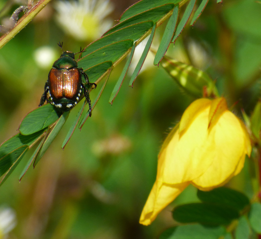 Beetle on Partridge Pea Closeup