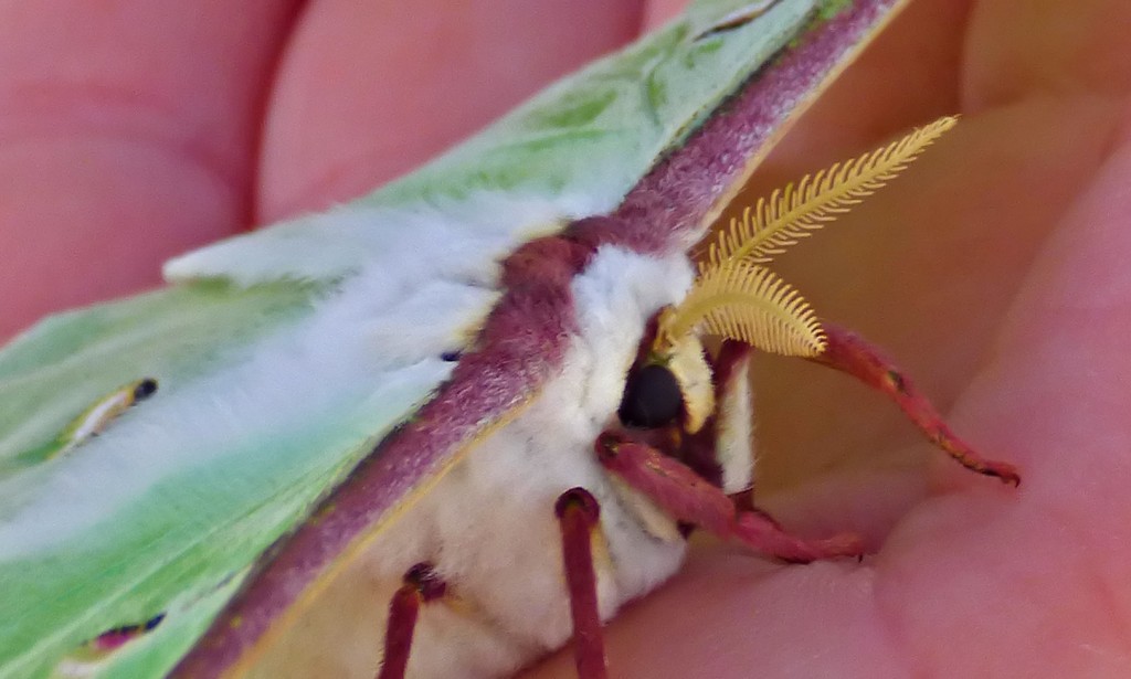 Luna Moth in Hand Profile Closeup