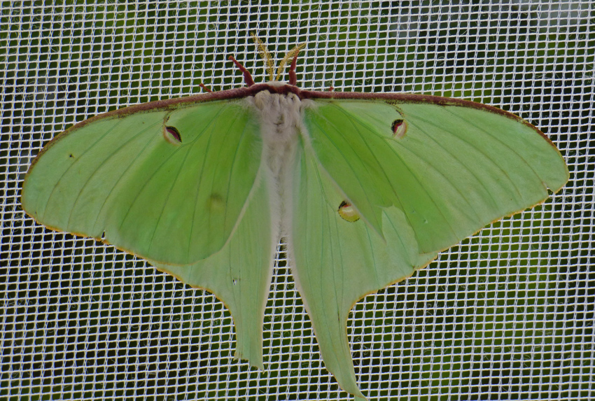 Luna Moth in Tent850px