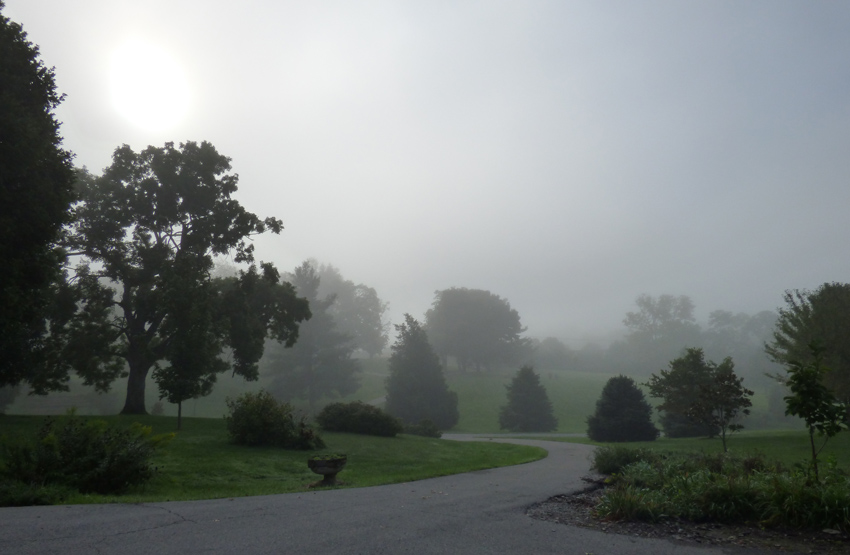 Foggy Morning Driveway