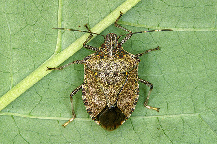 stink-bug-adult-female-full700px