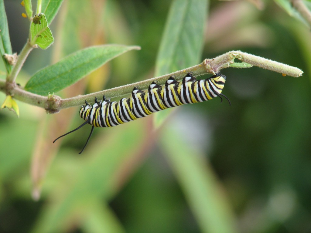 monarch-caterpillar-on-swamp-milkweed-