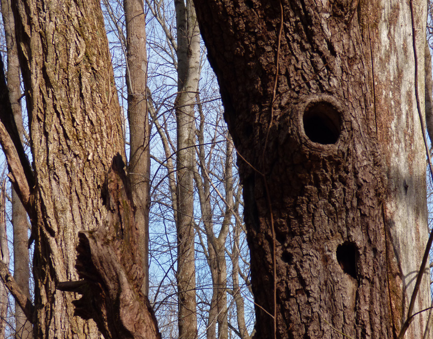 Nest Holes in Tree