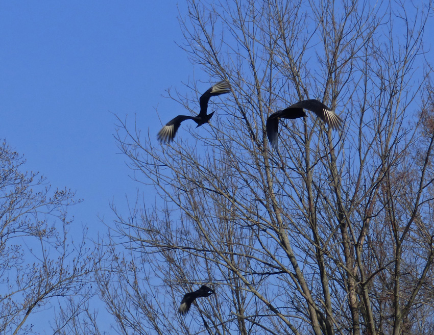 Black Vultures in Flight 3 Jan