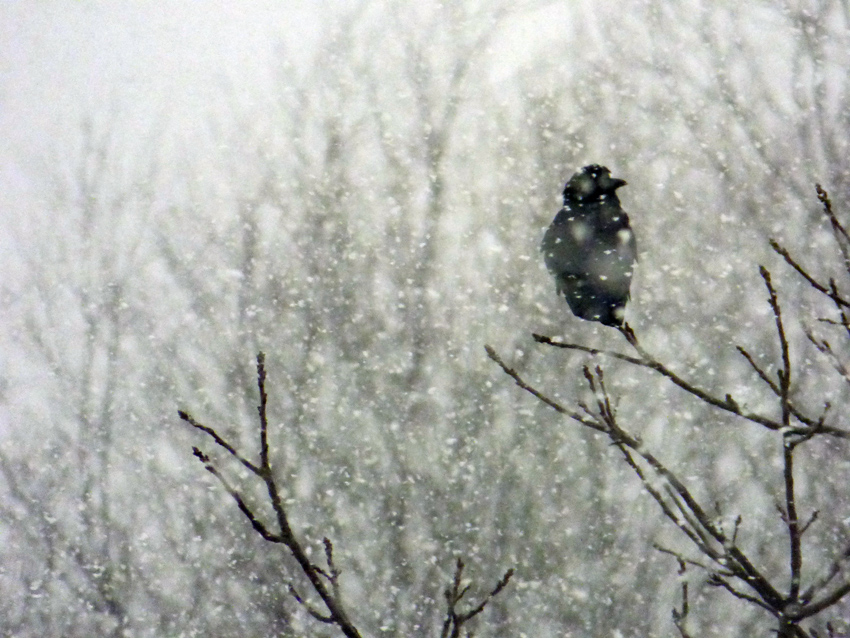 Snow Crow on Branch