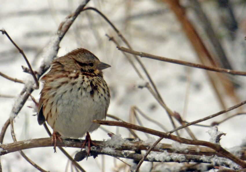 Song Sparrow Fluffed Up