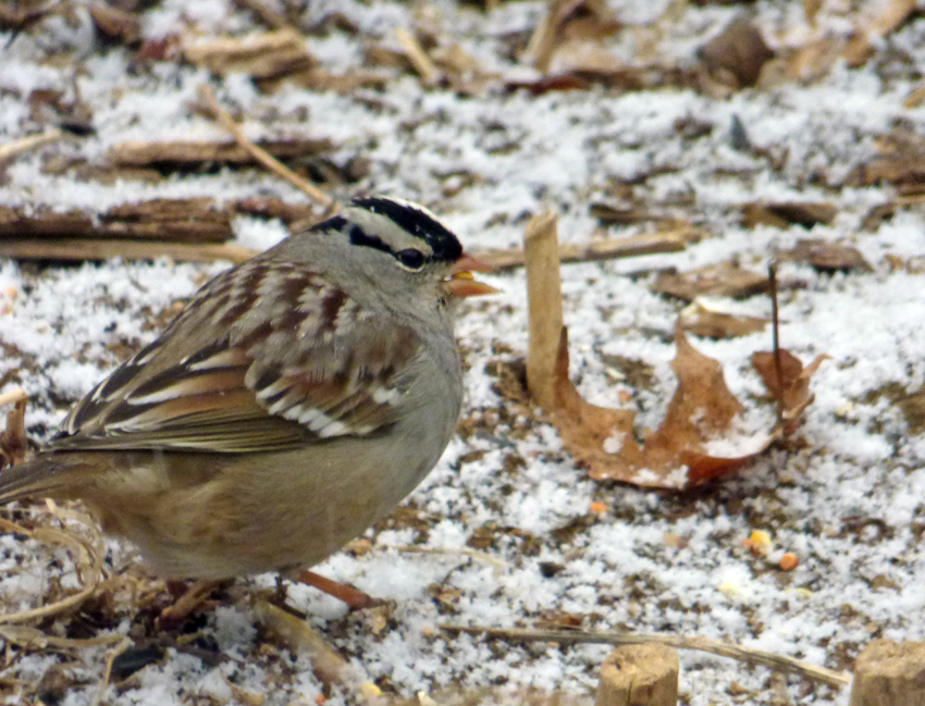 White-crowned Sparrow with Corn