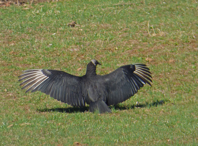 Black Vulture Sunning