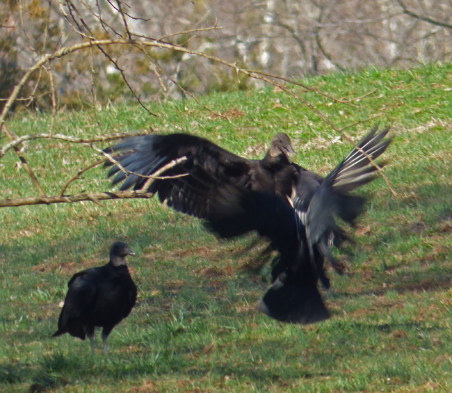 Black Vultures Fighting over Carcass
