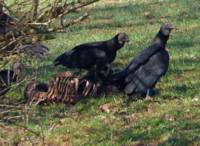 Black Vultures at Carcass