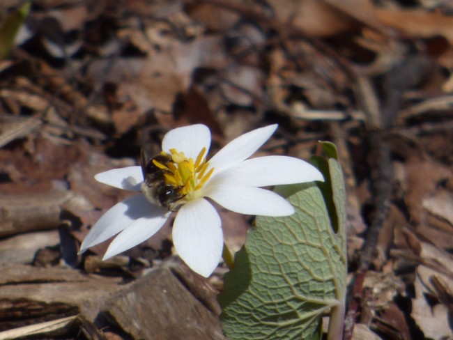 Bloodroot and Bee Closeup