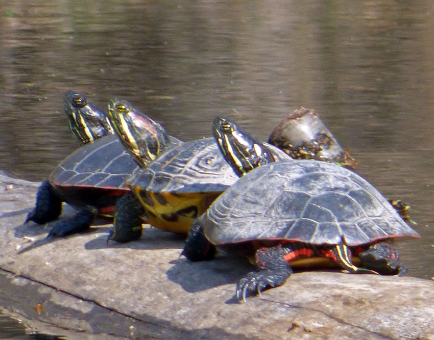 Turtles in the Pond - Creasey Mahan Nature Preserve
