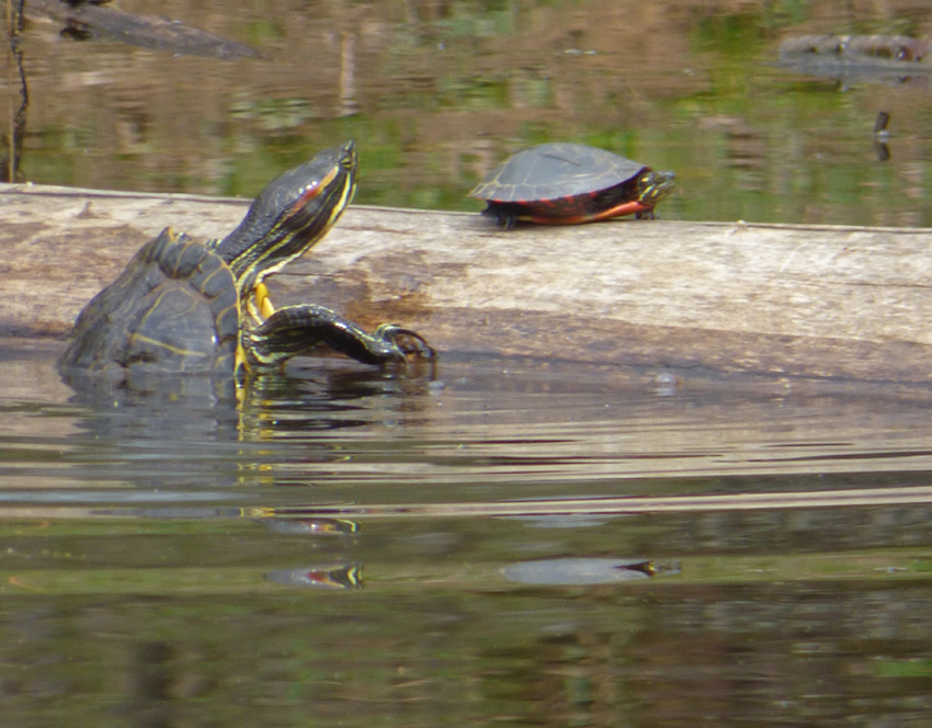Turtles climb on log