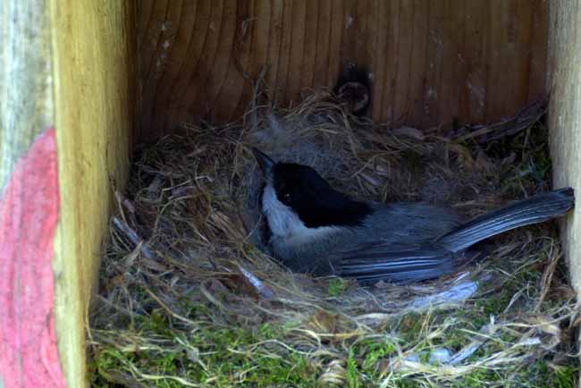 Chickadee on Nest