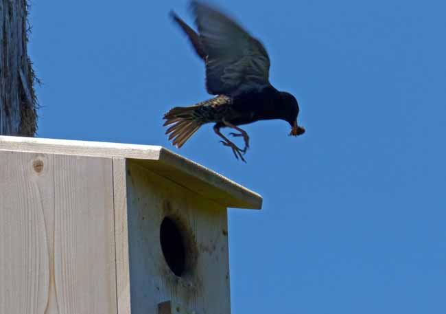 Starling Parent Flying to Nest Box Hole