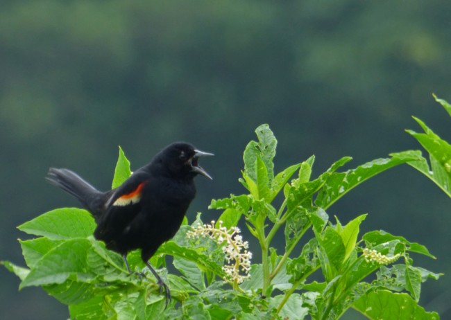 Red-winged Blackbird calling on pokeweed