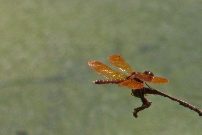 Amberwing Dragonfly 2