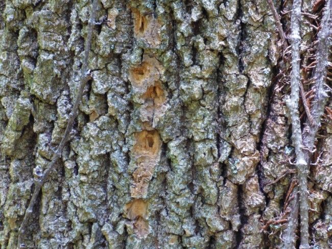 Read more about the article Emerald Ash Borer