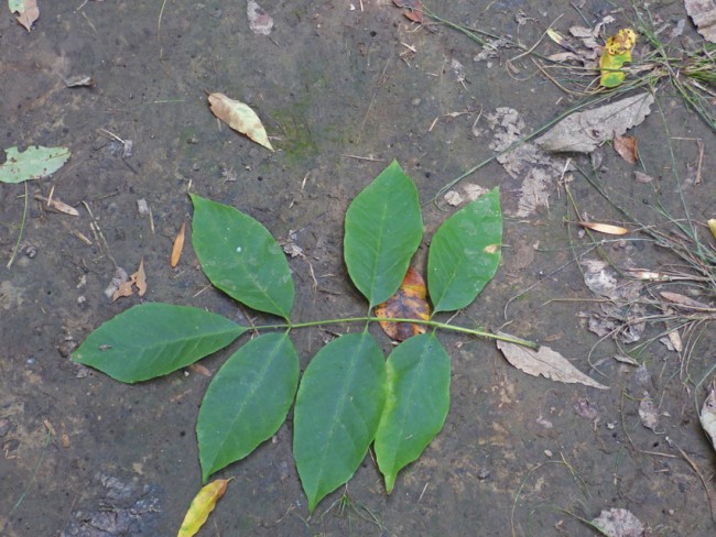 Ash Leaf Compound