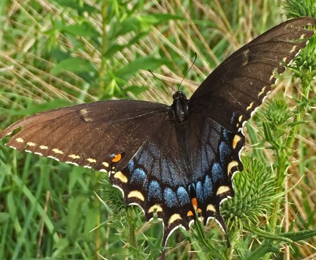 Tiger Swallowtail Female