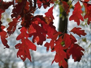 Read more about the article Why Leaves Change Color