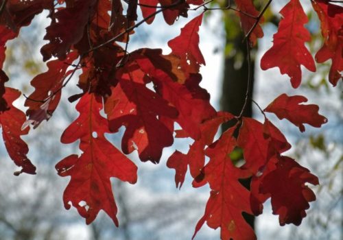 Oak Leaves Backlit 950px