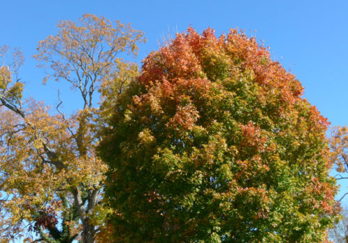 Orange-tipped Maple Tree